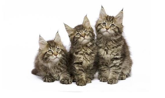 Différents types de litières pour chats