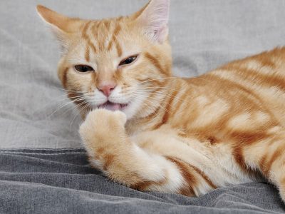 Astuces pour réduire le stress source de récidives de cystites chez le chat