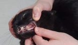 Surveiller les dents du chaton