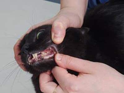 La dentition du chaton