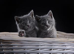 Deux jeunes chatons Chartreux