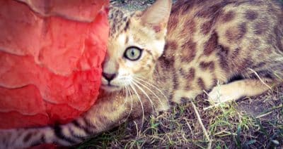 chaton bengal loof plume d'Or 