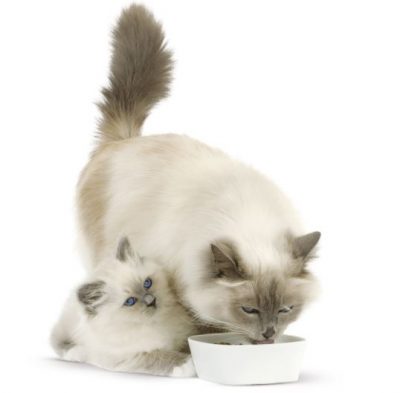 Les bienfaits des céréales dans les aliments pour chats