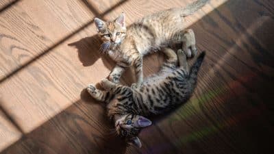 Chatte tigrée et son chaton au soleil