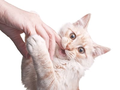 Chatons et chats à donner : l’adoption responsable