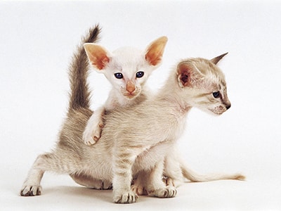 Le ronronnement du chat & du chaton
