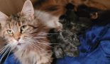 Chaton d'apparence Maine coon