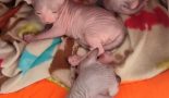 Chaton d'apparence Sphynx