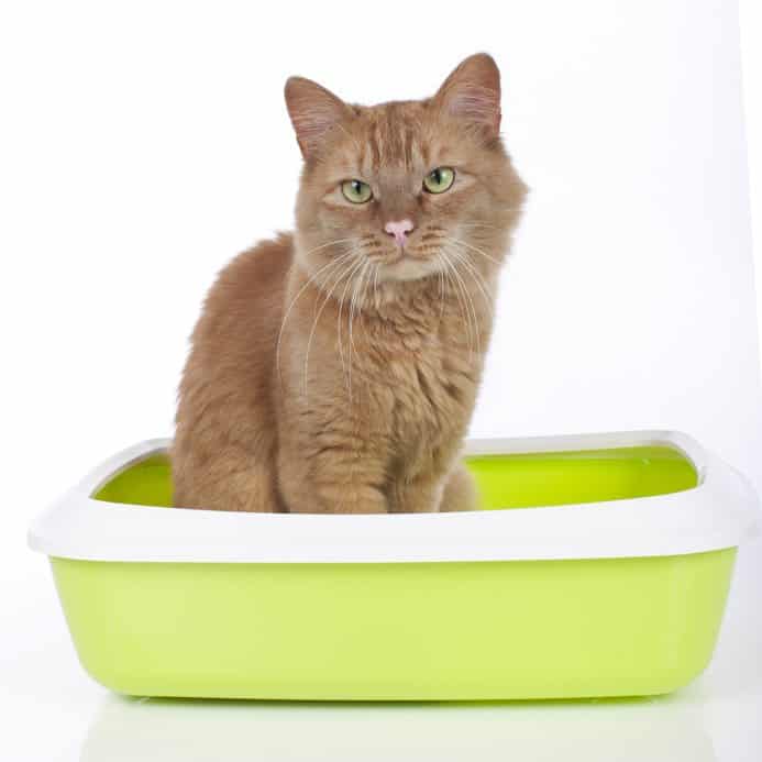 Comment faire disparaître une diarrhée chez un chat ?