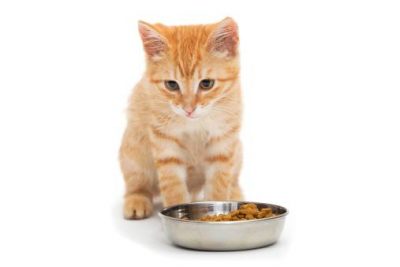 Comment nourrir un chat difficile ?