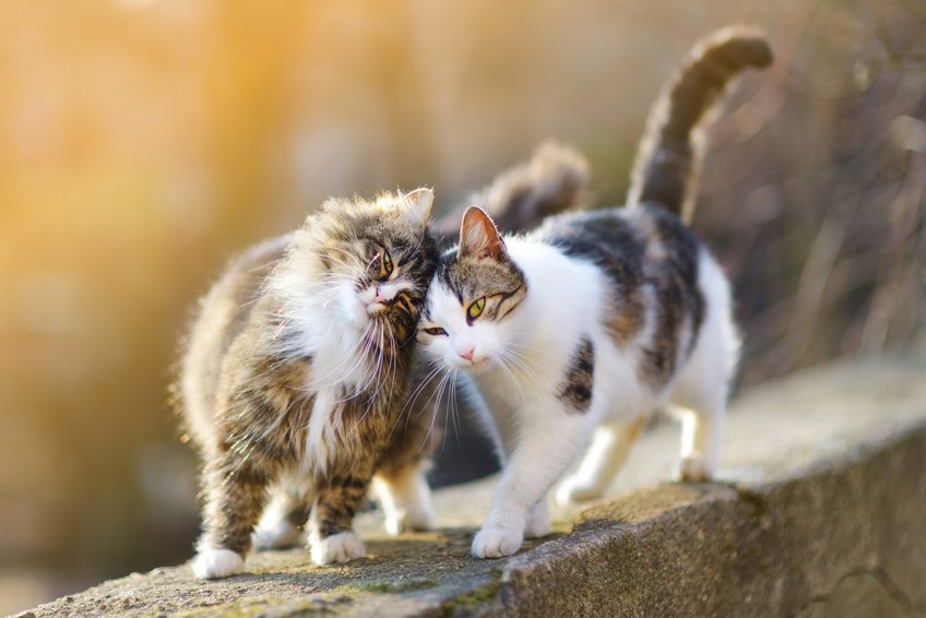 Sexe des chatons : comment reconnaitre un chaton mâle d’un chaton femelle ?