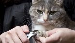 Couper les griffes du chaton