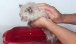Donner un bain à un chaton