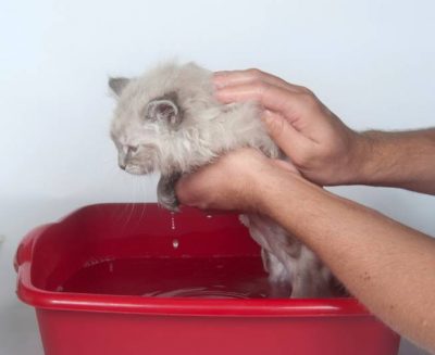 Donner un bain à un chaton