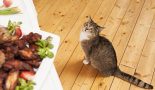 Education du chaton à table