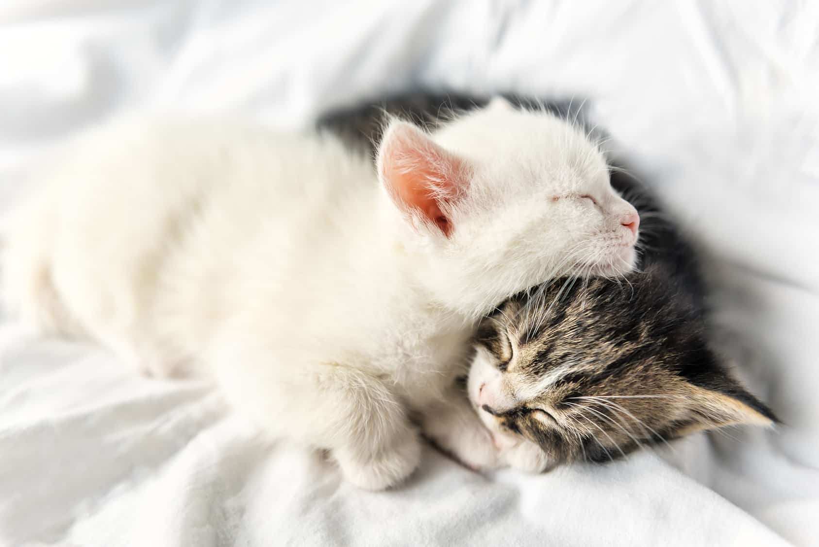 Adopter un chat ou un chaton : tout savoir sur l’adoption