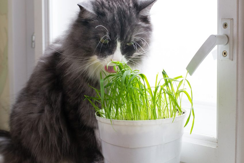 L'herbe à chat : quels sont ses effets ? - Wikichat