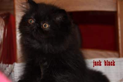 JACK-BLACK NE LE 16/05/2014