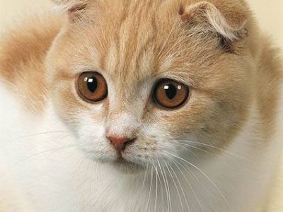 Puces, tiques et parasites du chaton