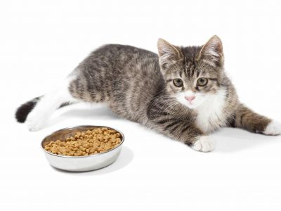 Les besoins nutritionnels du chat
