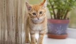 La gale des oreilles : une cause fréquente d’otite chez les chats