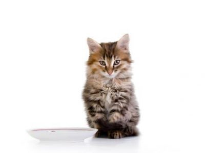 Les besoins nutritionnels de la chatte gestante