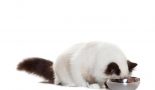 Quels exercices pour prévenir la prise de poids du chaton ?