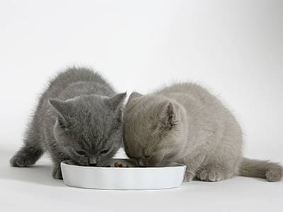 L’appétit du chaton