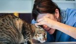 La gale des oreilles : une cause fréquente d’otite chez les chats