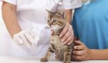 Les avantages de la stérilisation du chaton