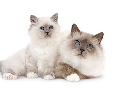 Chatons et chats à donner : l’adoption responsable