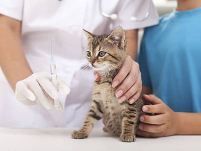Quels vaccins mon chaton doit-il recevoir ?
