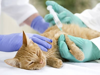 La vaccination du chaton