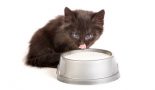 Nourrir un chat stérilisé ou un chat castré