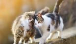 La communication entre chaton et animaux