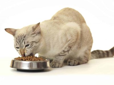 Les besoins nutritionnels de la chatte gestante