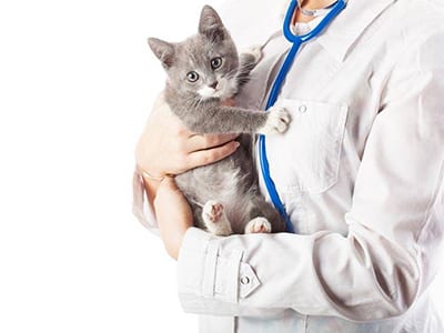 La défense du chaton contre les maladies
