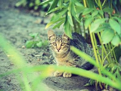 Les plantes toxiques pour le chat : éviter les accidents