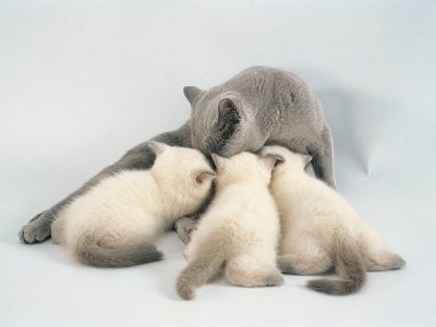 Mise-bas et naissance des chatons