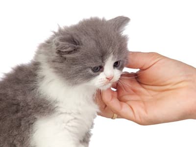 Donner un médicament à un chaton