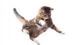 Quels exercices pour prévenir la prise de poids du chaton ?