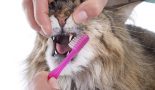 Nettoyer les dents du chaton