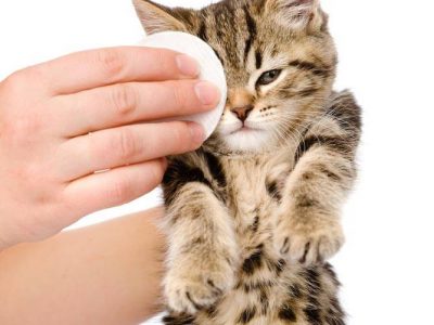 La vaccination du chaton