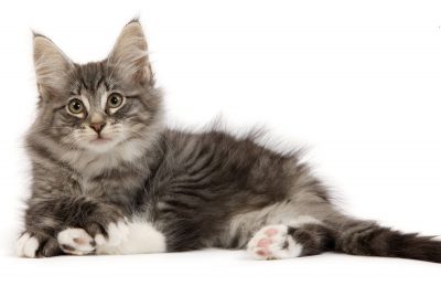 Nourrir un chaton : l’alimentation du chaton de 4 à 12 mois