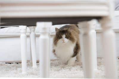Chat domestique norvégien sous une table