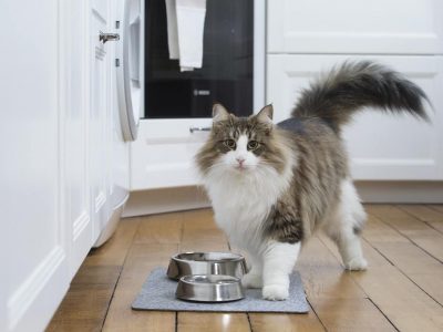 Quels sont les besoins nutritionnels du chaton ?