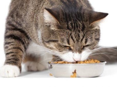 Donner au chaton des aliments solides