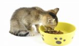 La préférence alimentaire du chaton