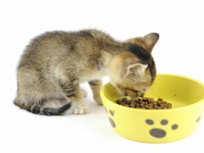 La digestion et le système digestif du chaton