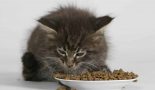 Comment nourrir une chatte en gestation ?